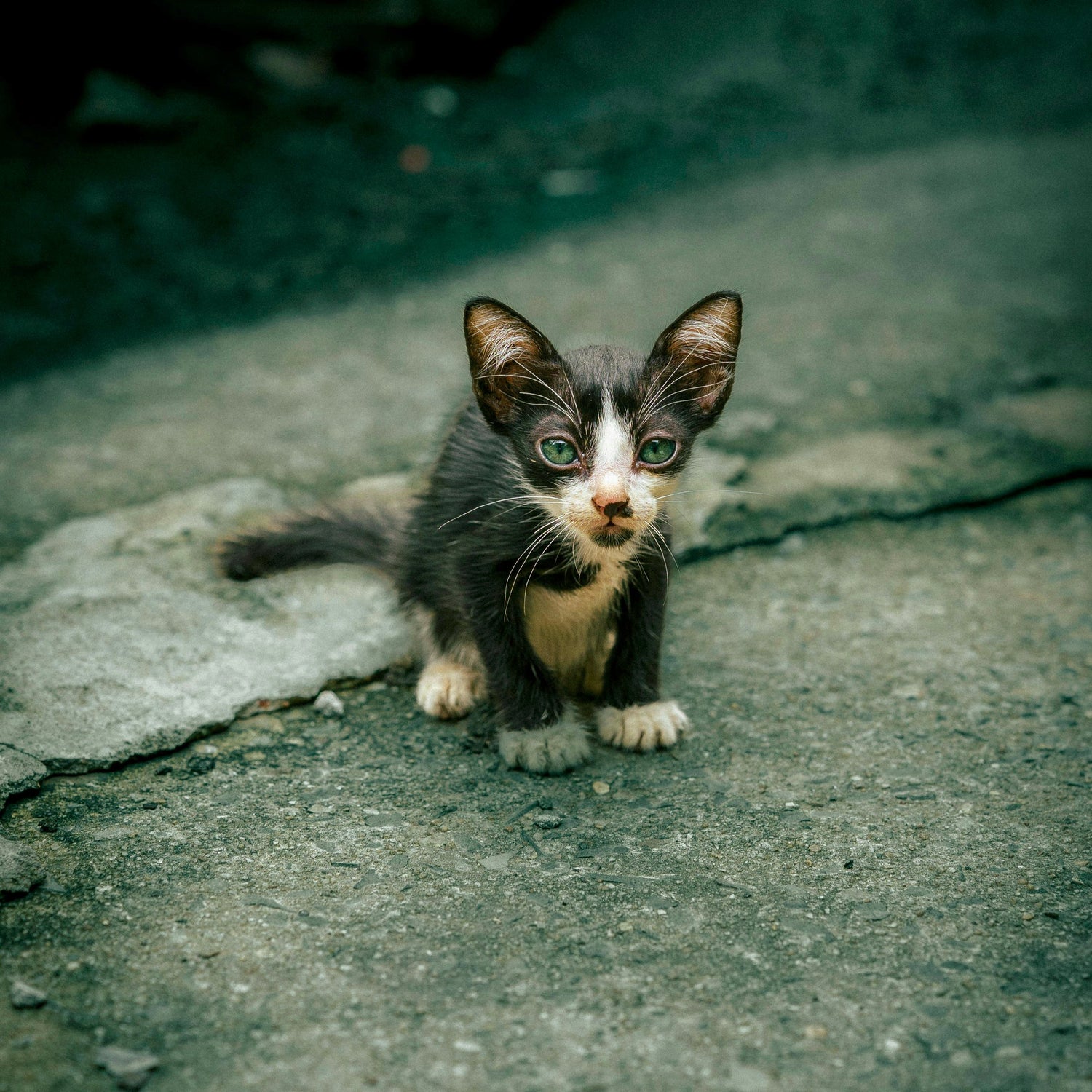 Katten trimmen Oudkarspel